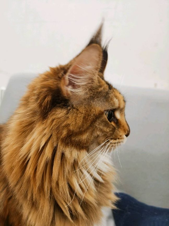 猫图片|宠物猫|猫咪|