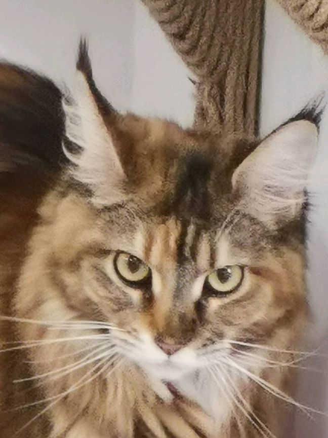 猫图片|宠物猫|猫咪|