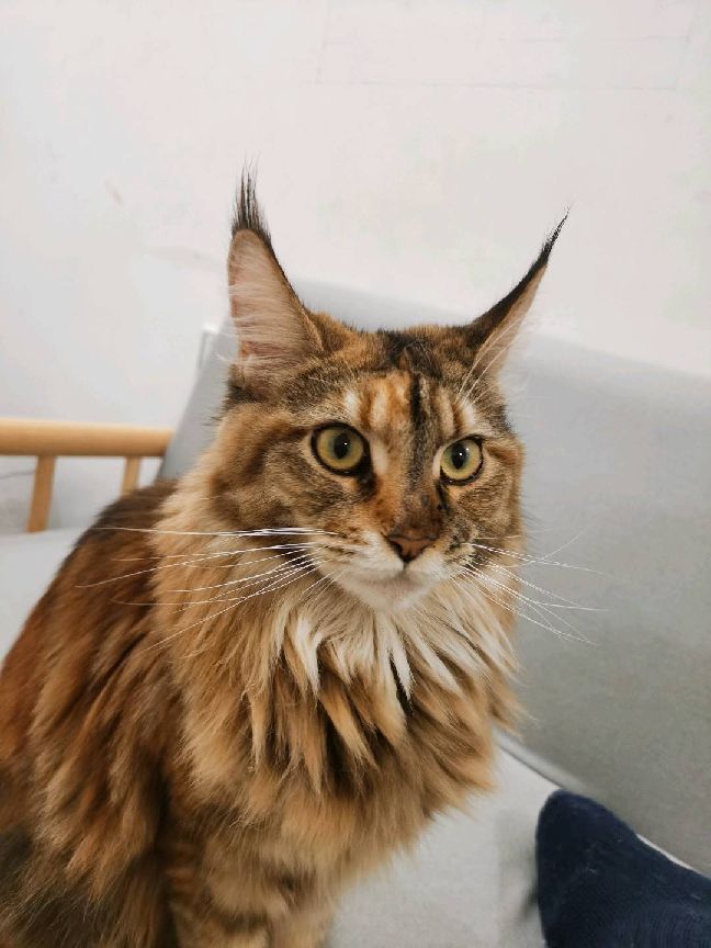 猫图片|宠物猫|猫咪|