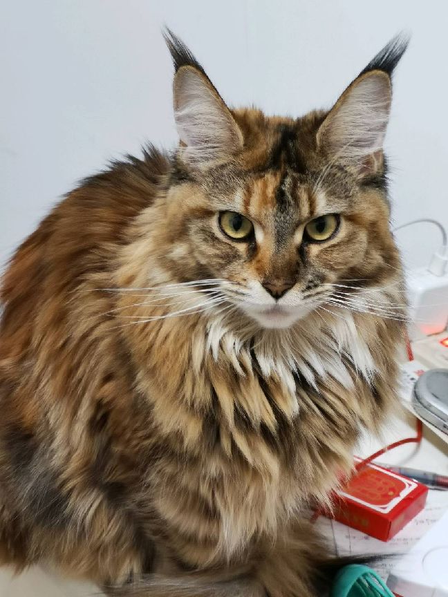 猫图片|宠物猫|猫咪|