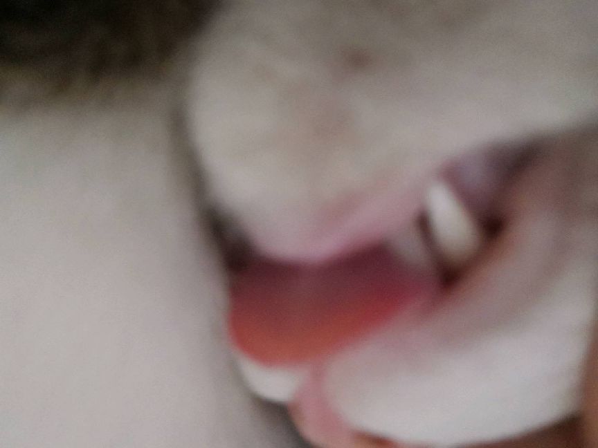 猫图片|宠物猫|猫咪|