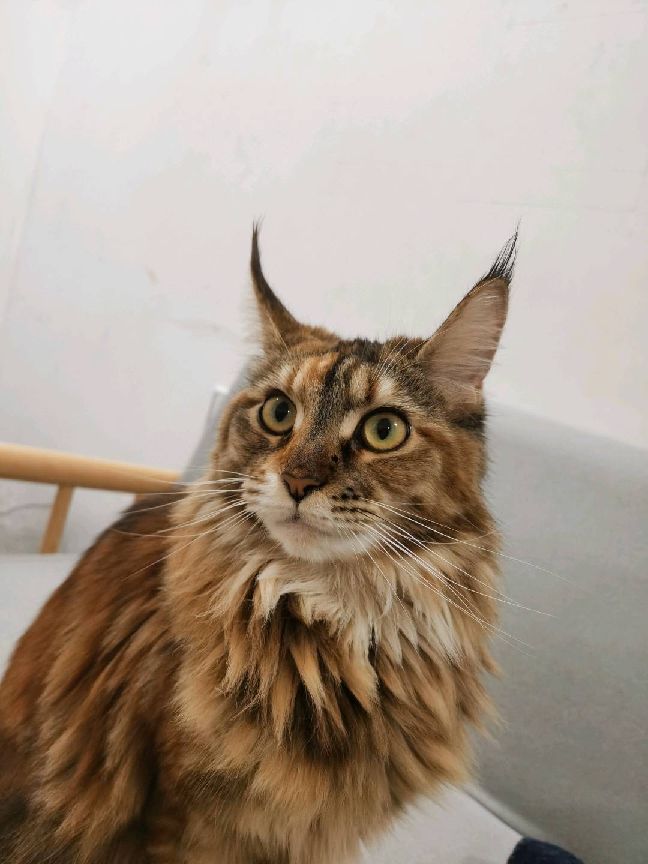 猫图片|宠物猫|猫咪|