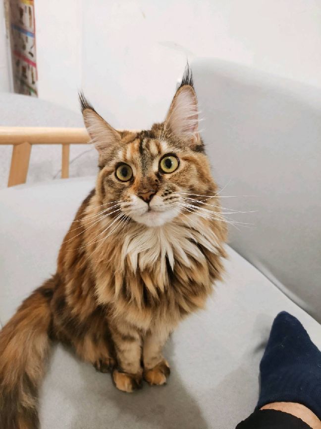 猫图片|宠物猫|猫咪|