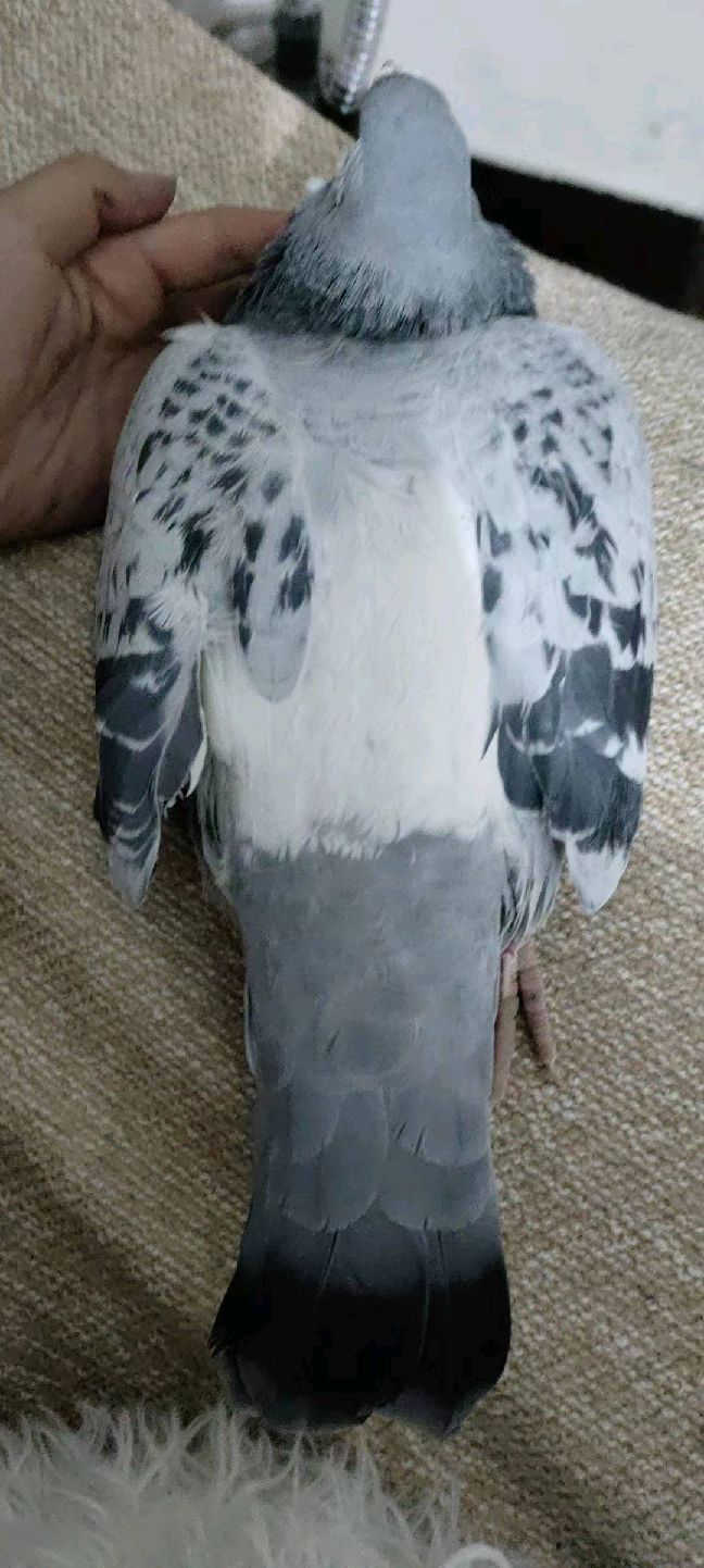 猫图片|宠物猫|猫咪|