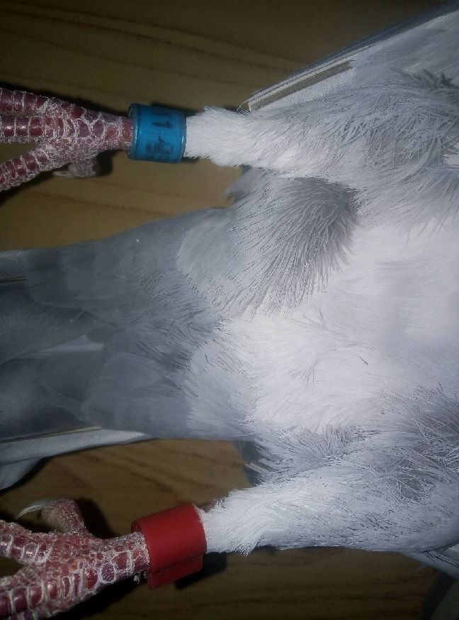 猫图片|宠物猫|猫咪|