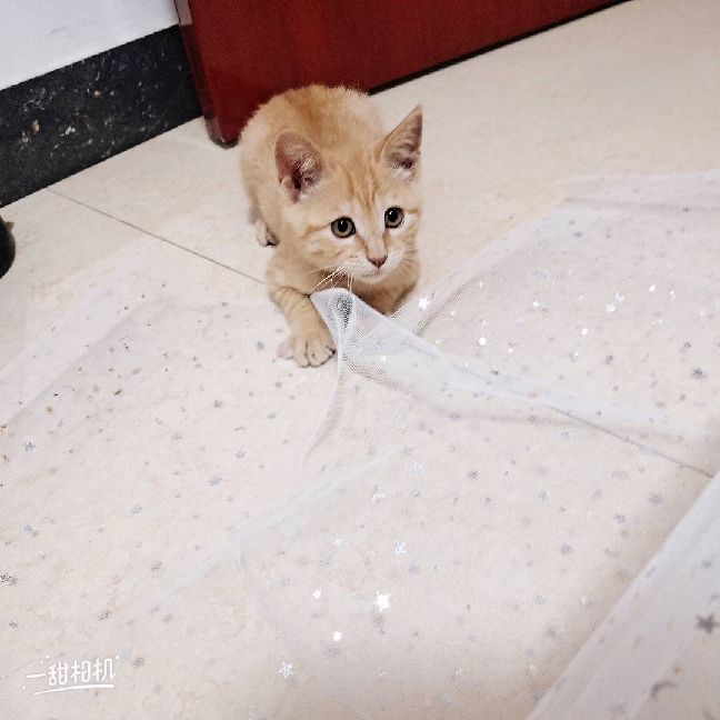 猫图片|宠物猫|猫咪|