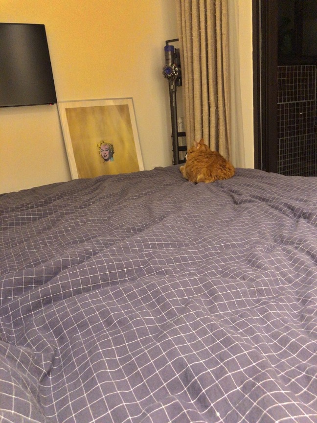 猫图片|宠物猫|猫咪|