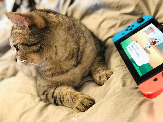 猫图片|宠物猫|猫咪|