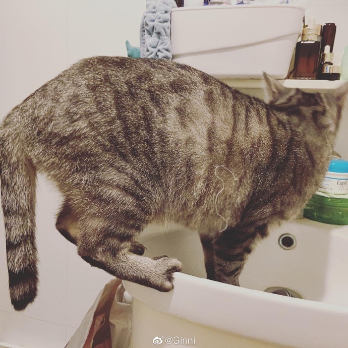 猫图片|宠物猫|猫咪|