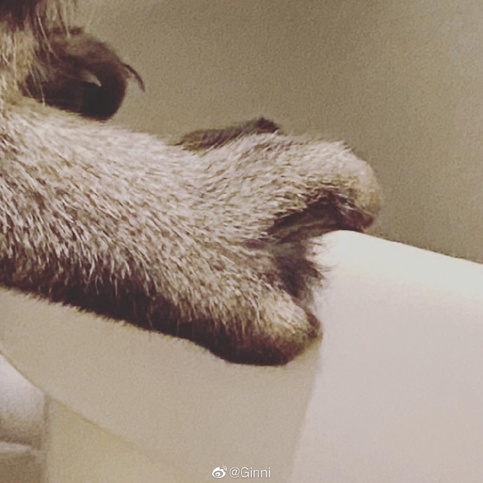 猫图片|宠物猫|猫咪|