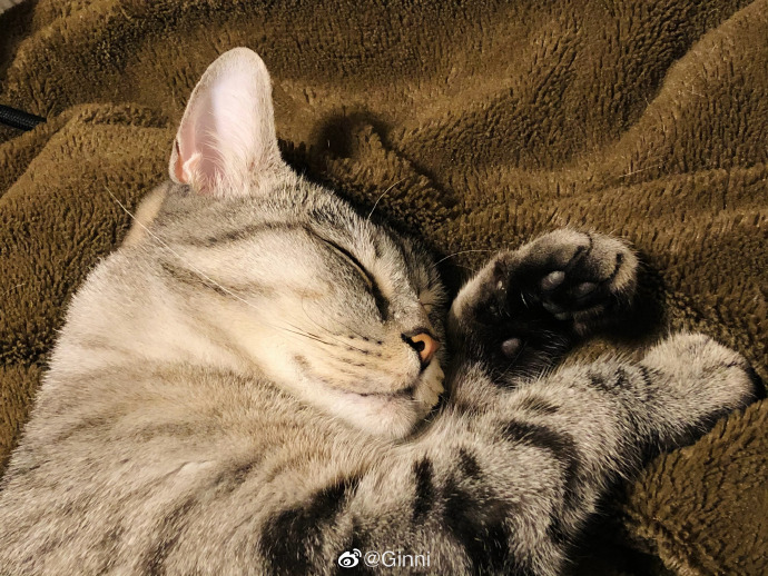 猫图片|宠物猫|猫咪|