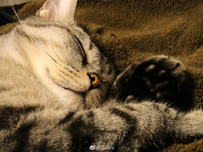 猫图片|宠物猫|猫咪|