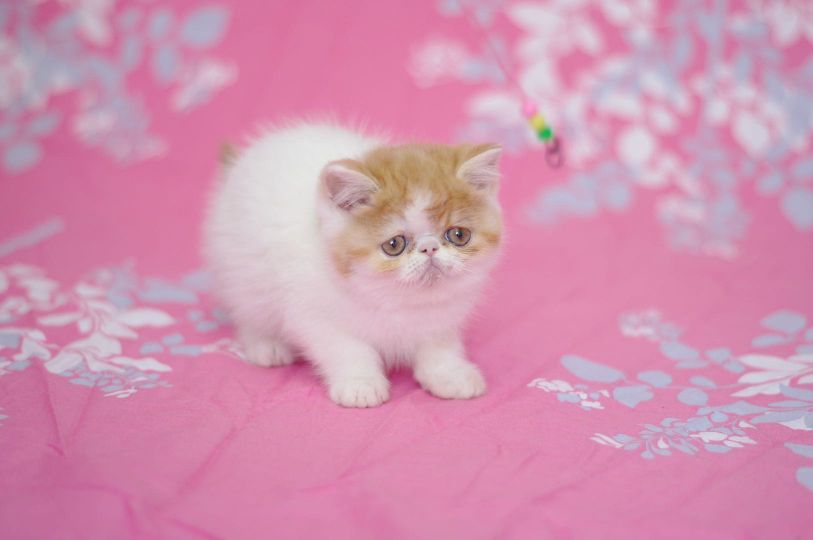 猫图片|宠物猫|猫咪|