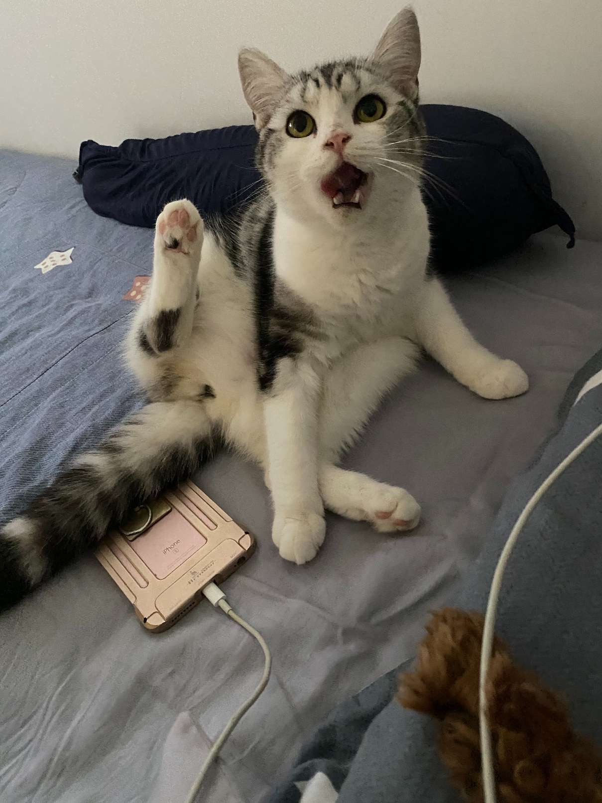 猫图片|宠物猫|猫咪|