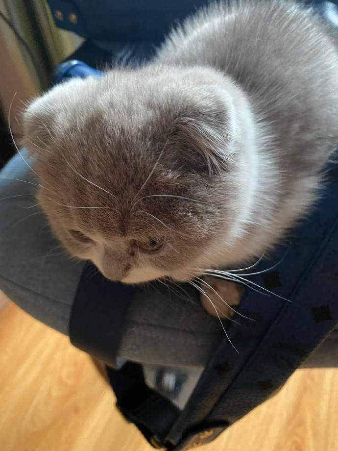 猫图片|宠物猫|猫咪|