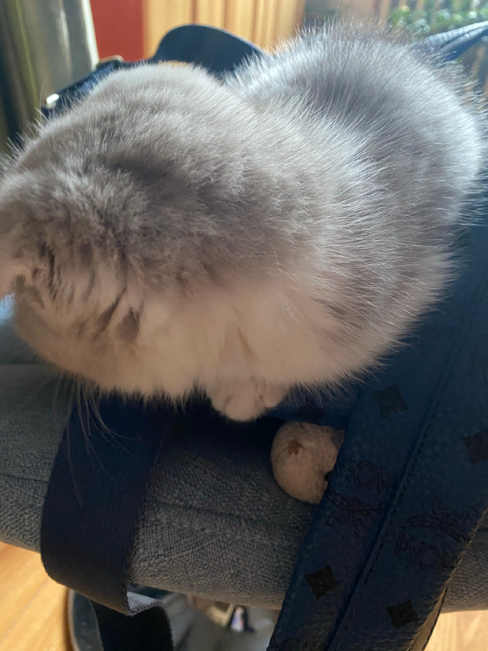 猫图片|宠物猫|猫咪|