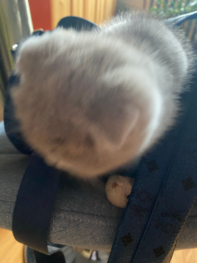 猫图片|宠物猫|猫咪|