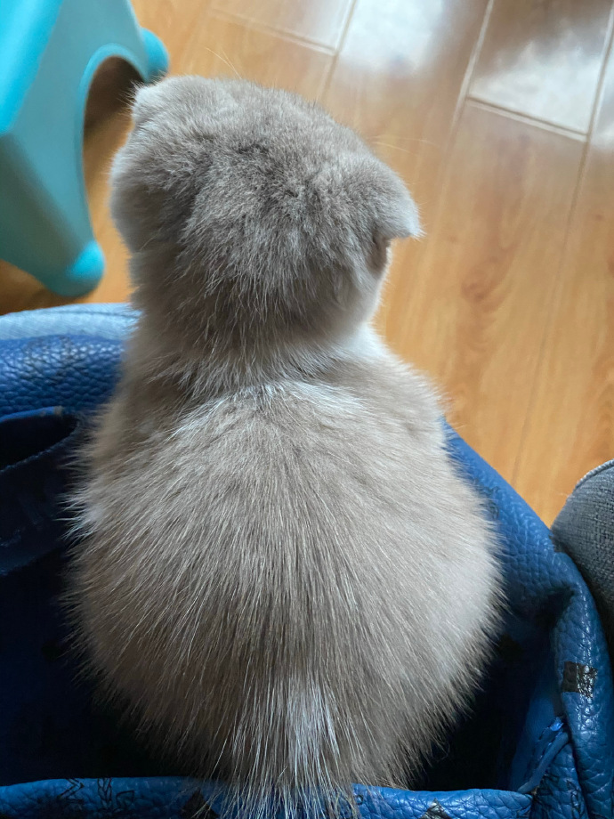 猫图片|宠物猫|猫咪|