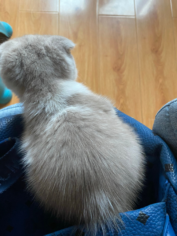 猫图片|宠物猫|猫咪|