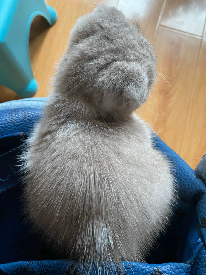 猫图片|宠物猫|猫咪|