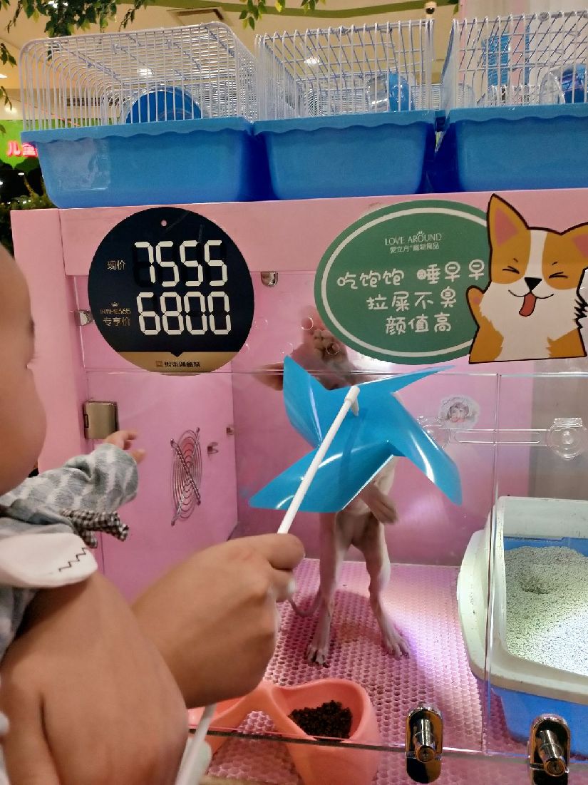 猫图片|宠物猫|猫咪|