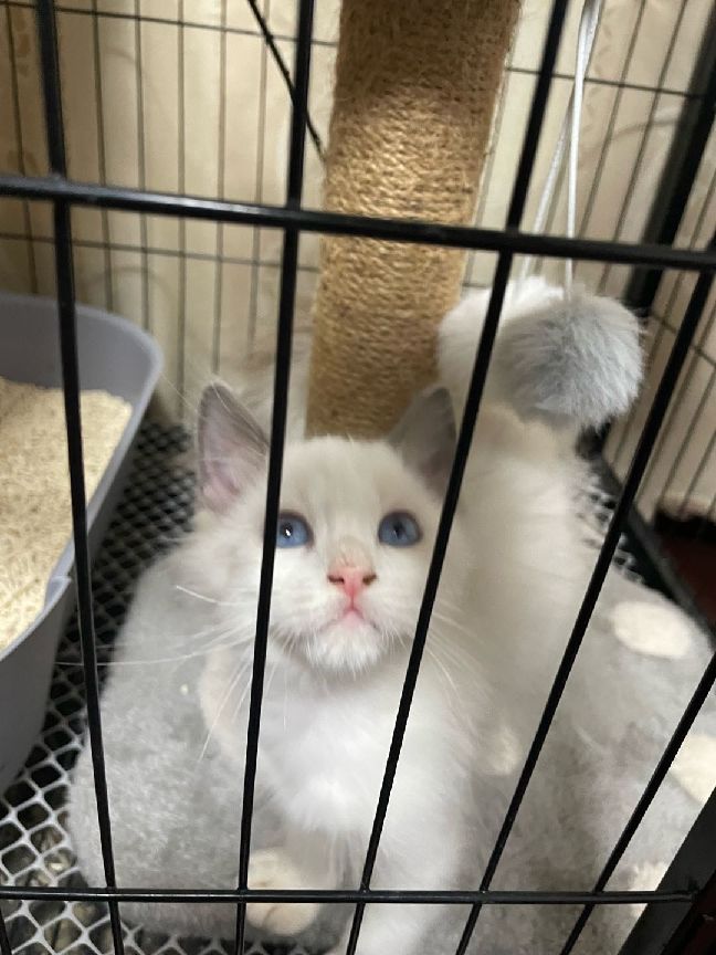 猫图片|宠物猫|猫咪|