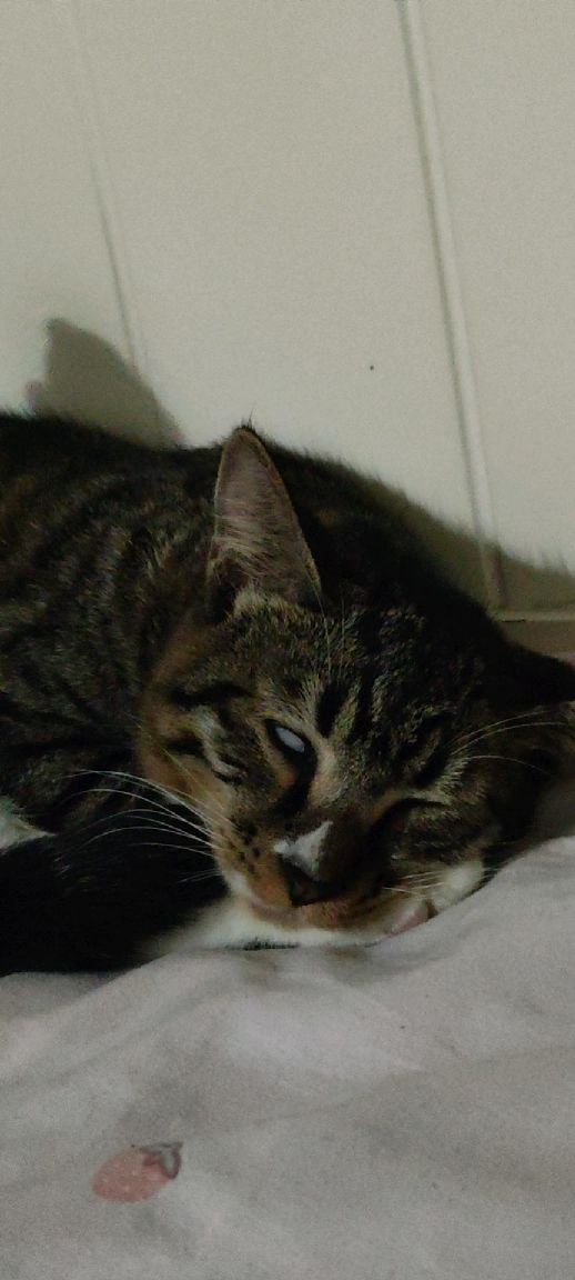 猫图片|宠物猫|猫咪|