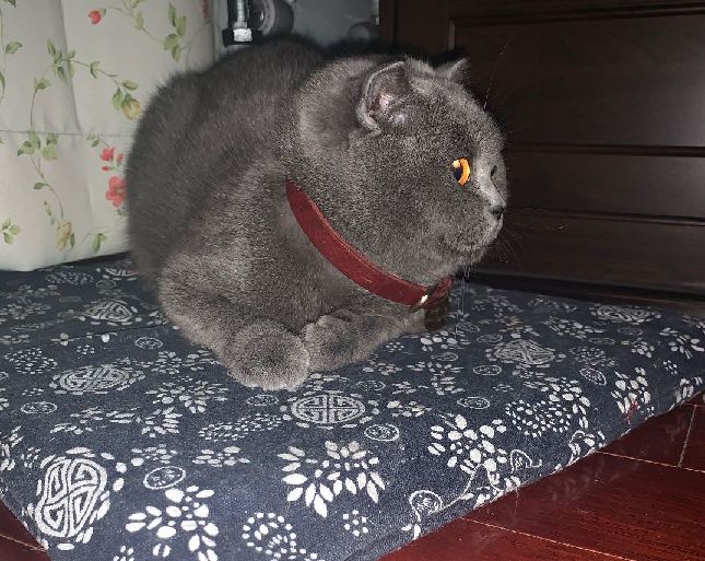 猫图片|宠物猫|猫咪|