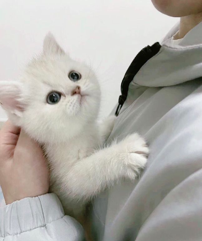 猫图片|宠物猫|猫咪|