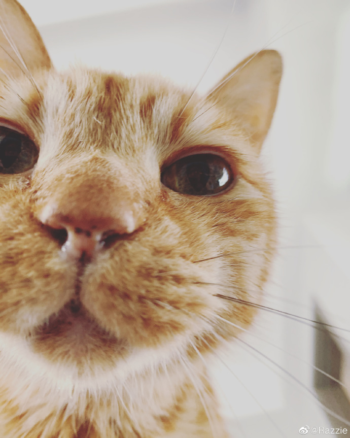 猫图片|宠物猫|猫咪|