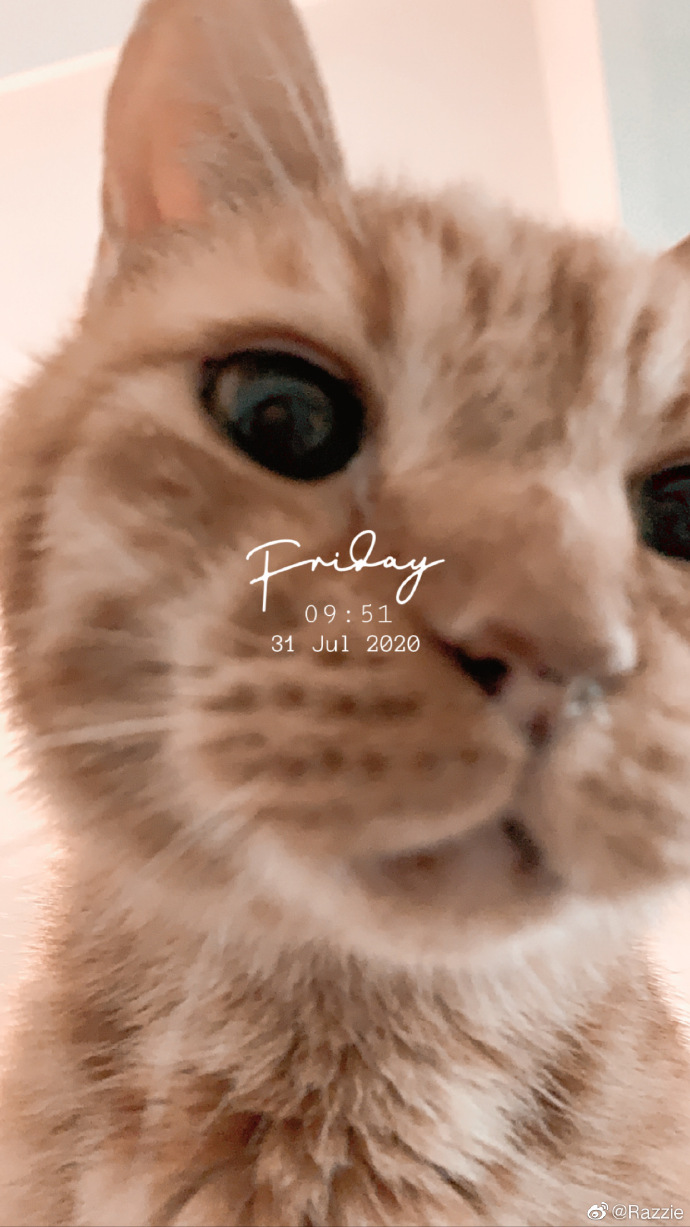 猫图片|宠物猫|猫咪|