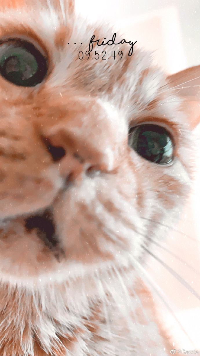 猫图片|宠物猫|猫咪|