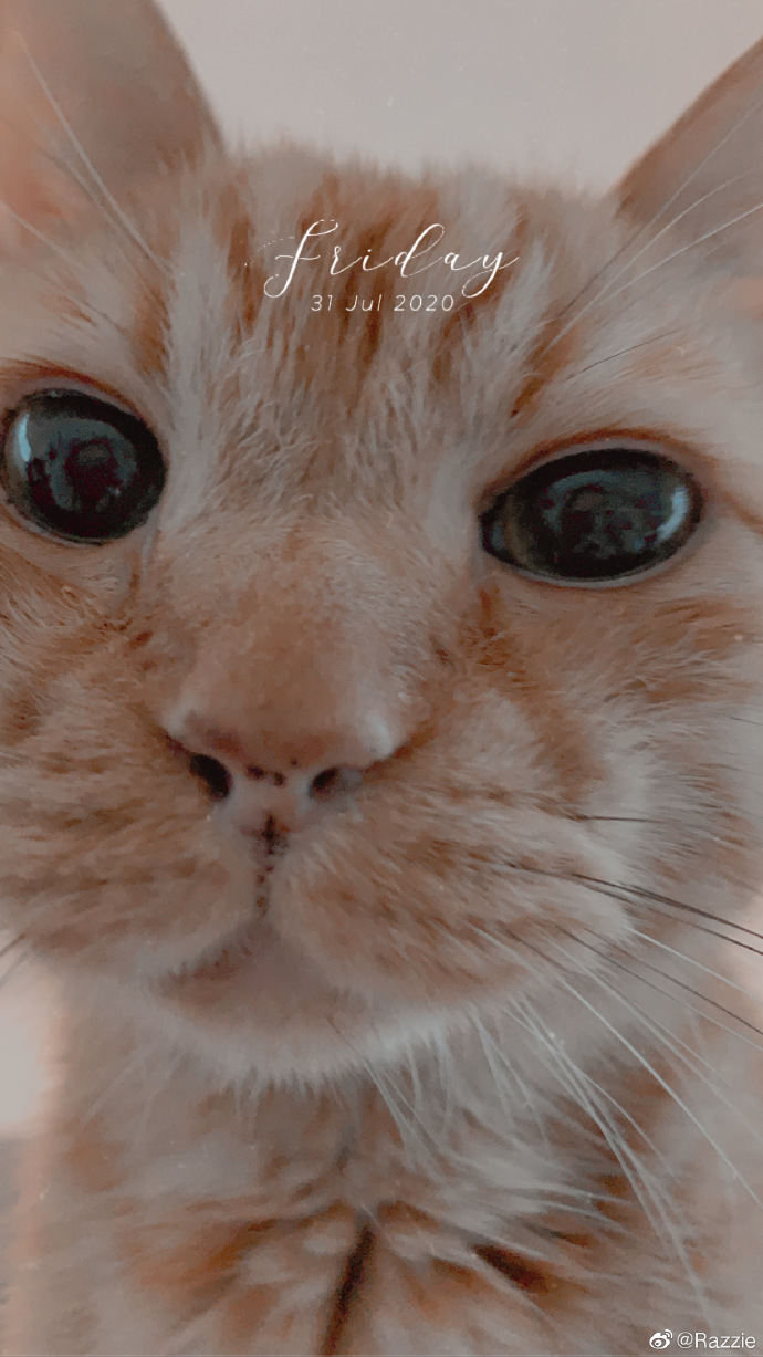 猫图片|宠物猫|猫咪|