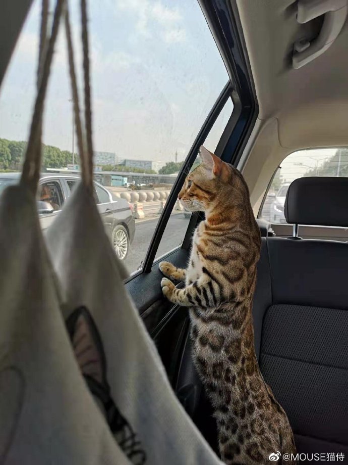 猫图片|宠物猫|猫咪|