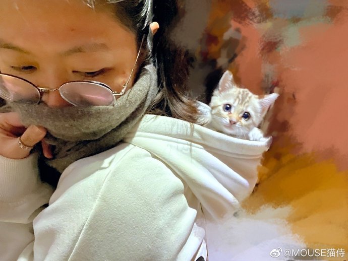 猫图片|宠物猫|猫咪|