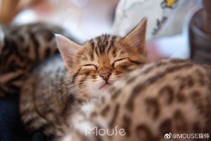 猫图片|宠物猫|猫咪|