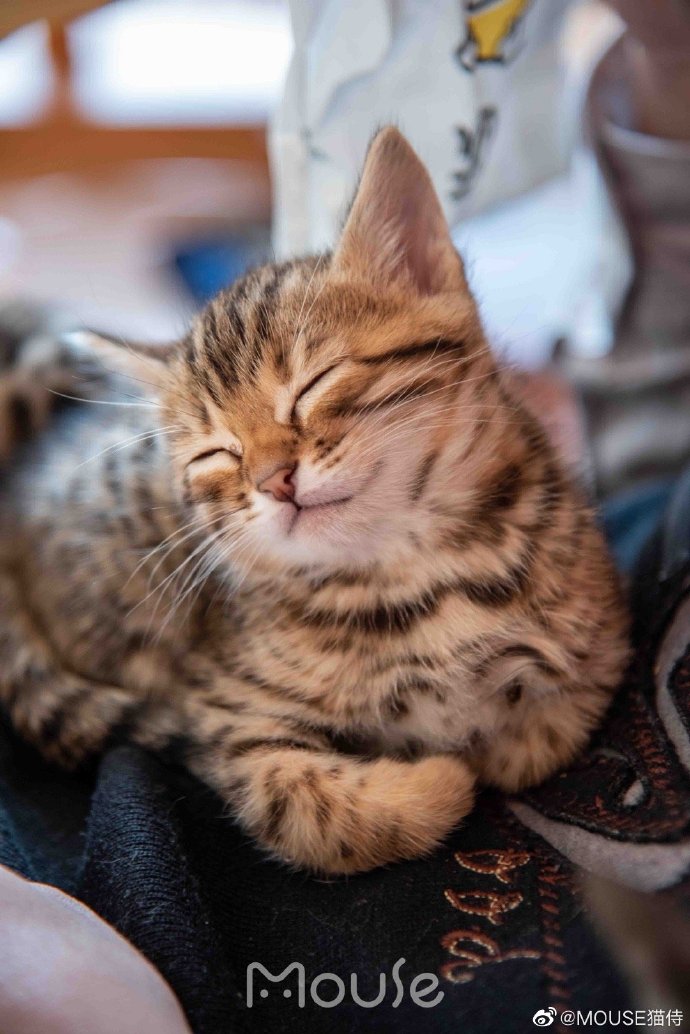 猫图片|宠物猫|猫咪|