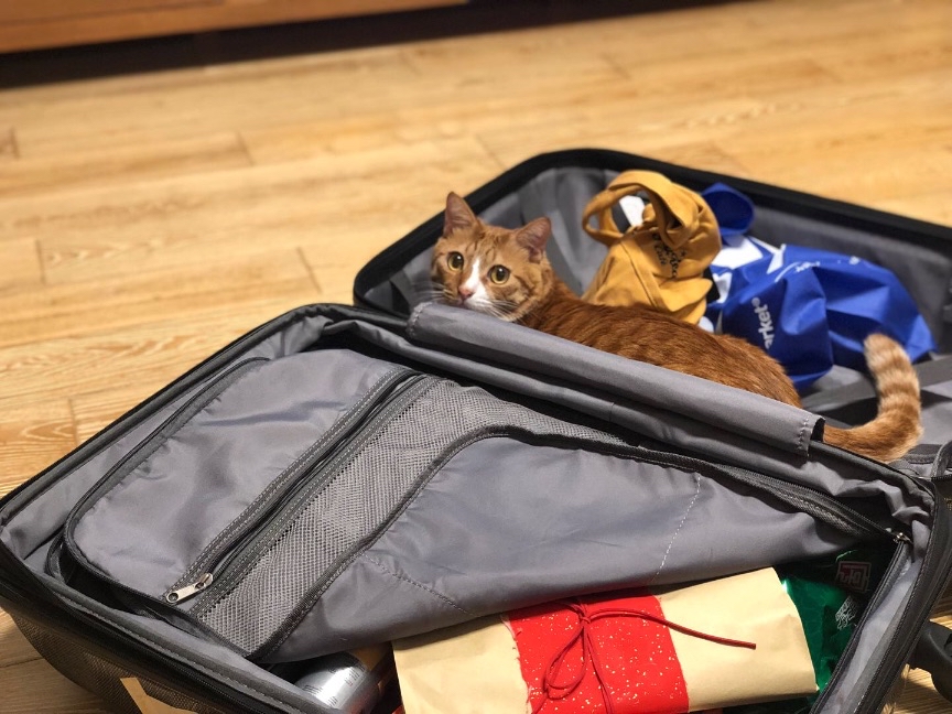 猫图片|宠物猫|猫咪|