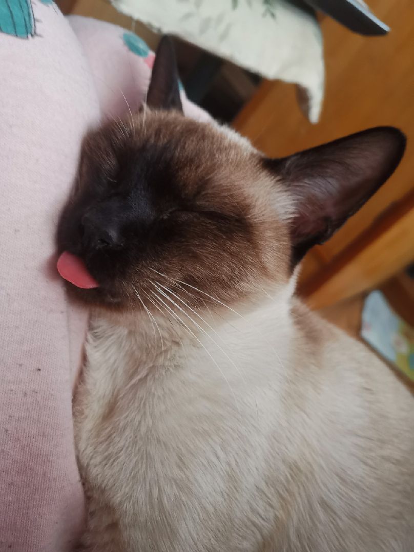 猫图片|宠物猫|猫咪|