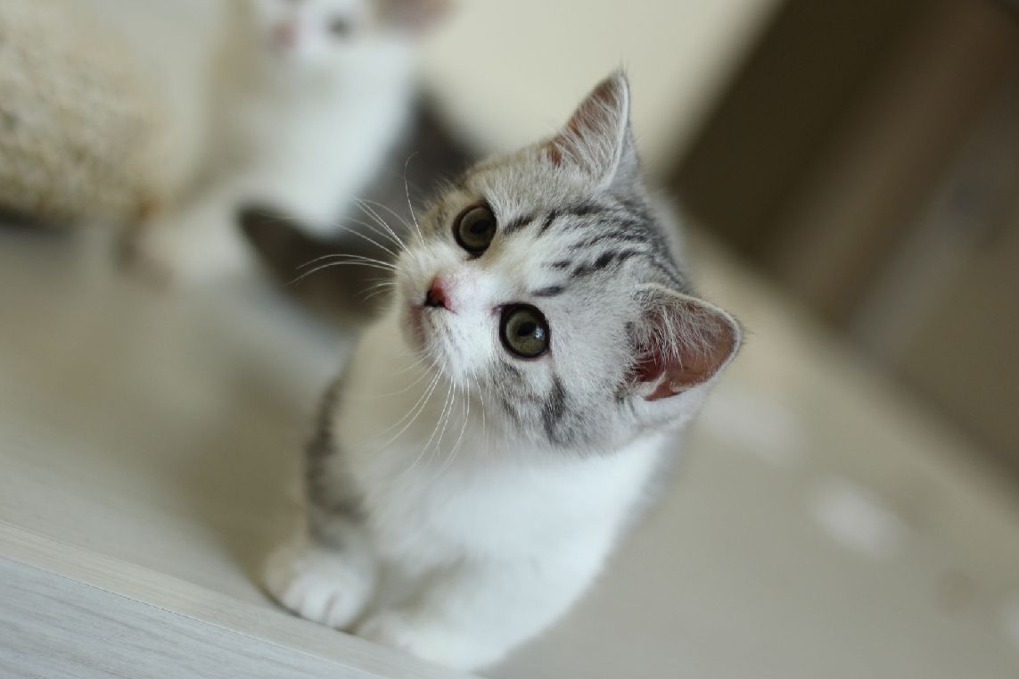 猫图片|宠物猫|猫咪|