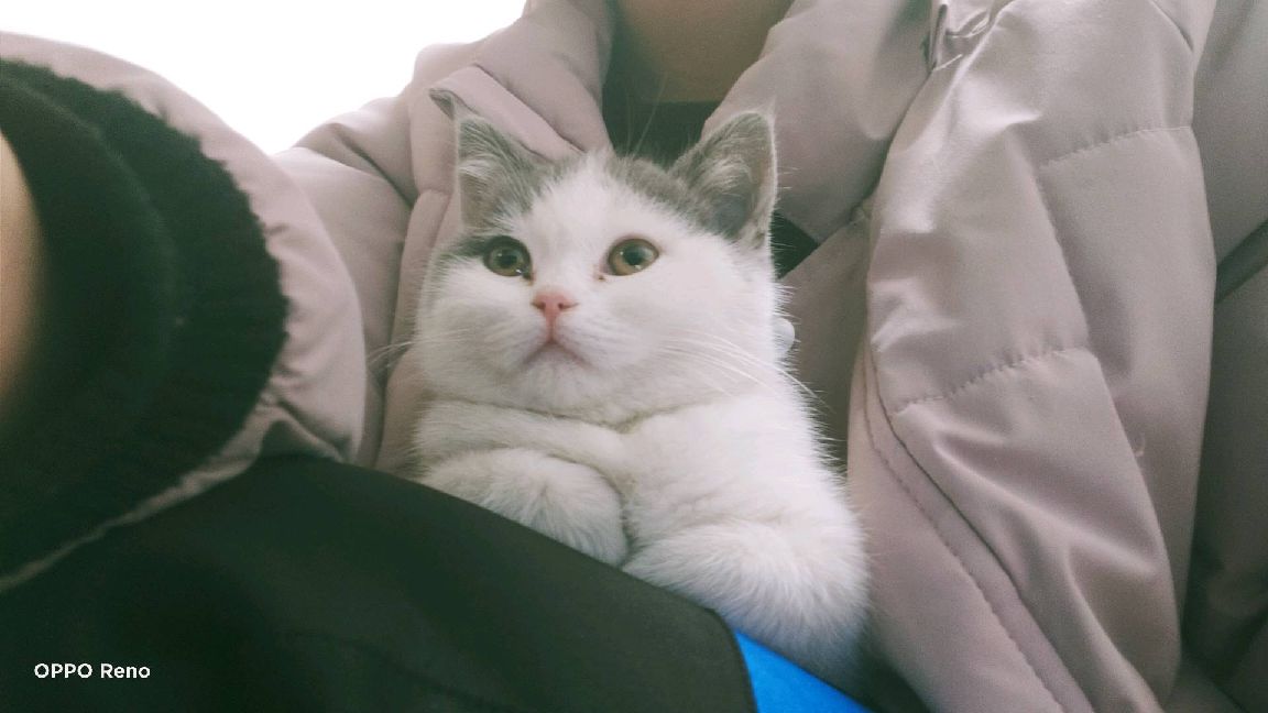 猫图片|宠物猫|猫咪|