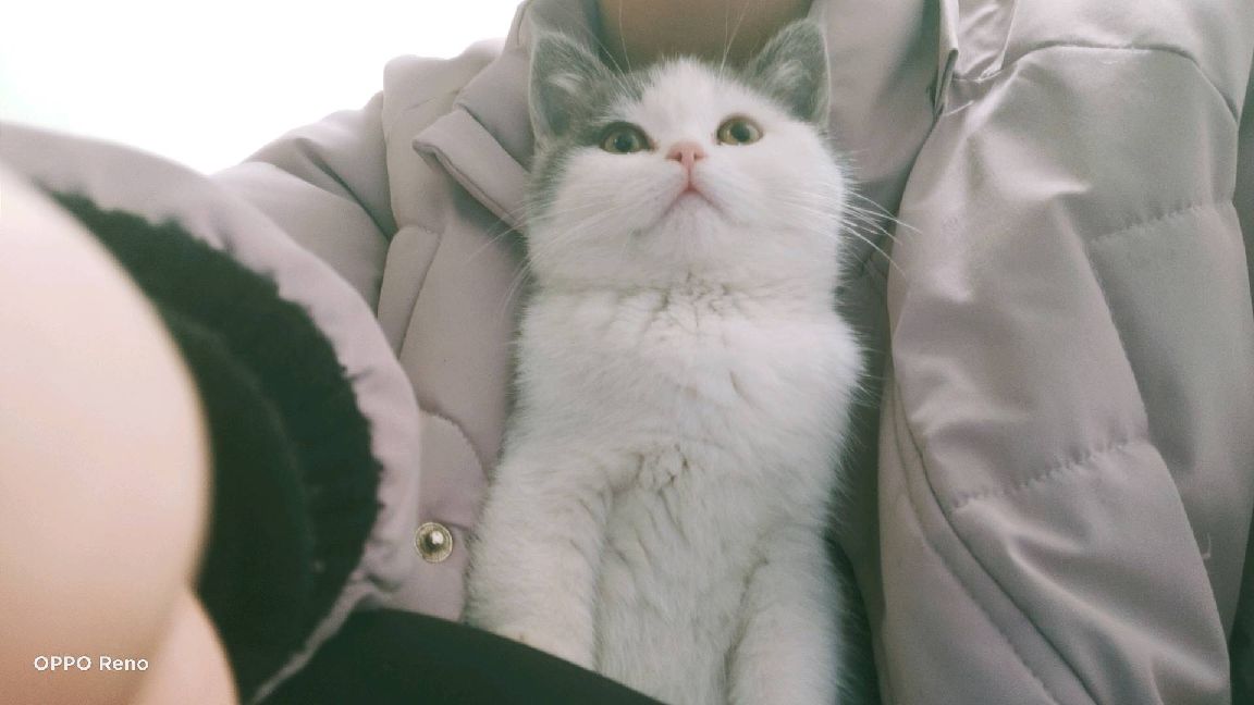 猫图片|宠物猫|猫咪|