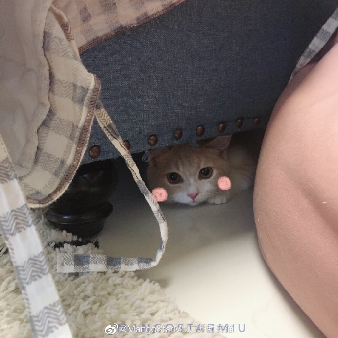 猫图片|宠物猫|猫咪|