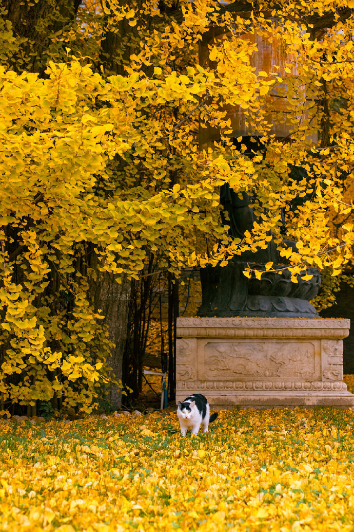 猫图片|宠物猫|猫咪|