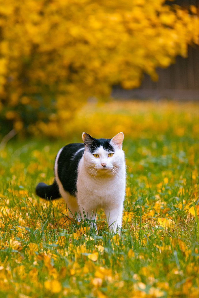 猫图片|宠物猫|猫咪|