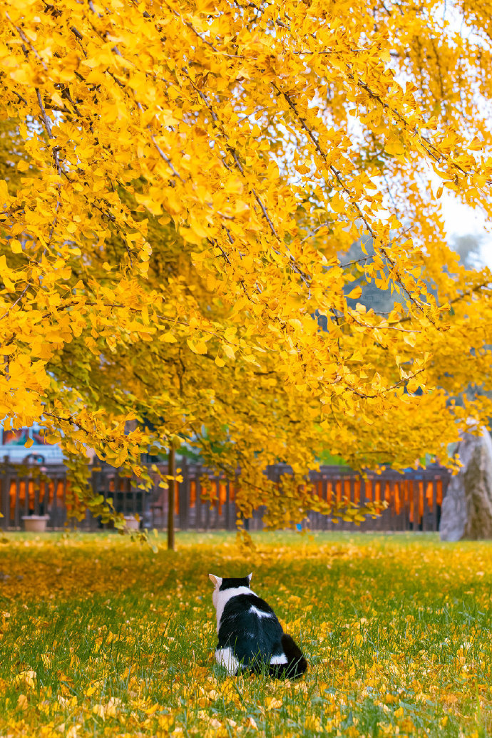 猫图片|宠物猫|猫咪|