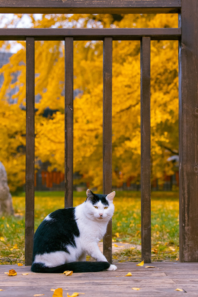 猫图片|宠物猫|猫咪|