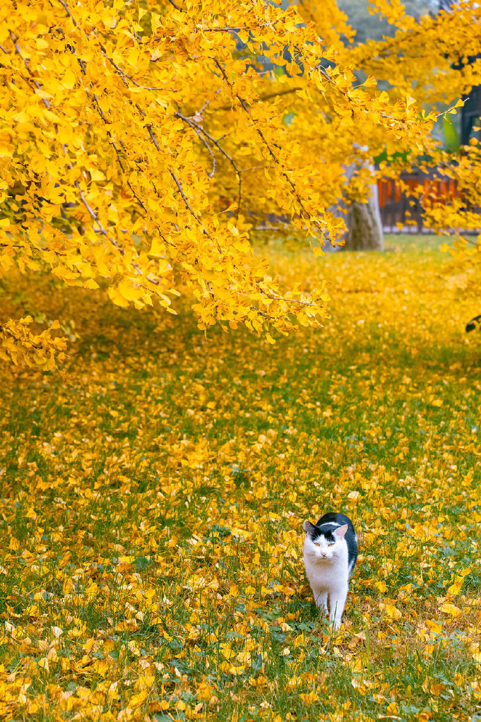 猫图片|宠物猫|猫咪|