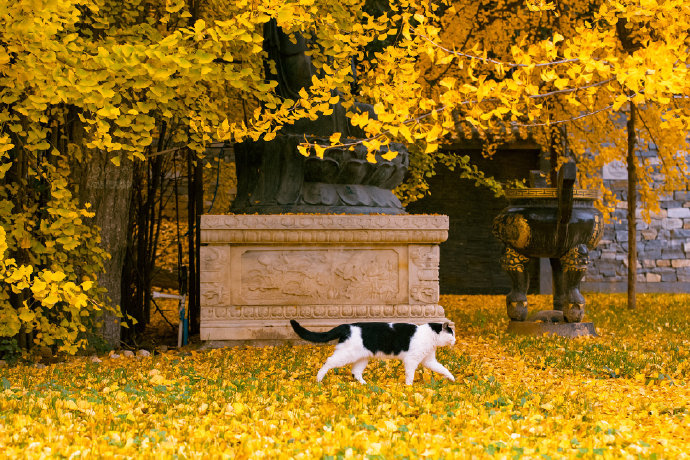 猫图片|宠物猫|猫咪|