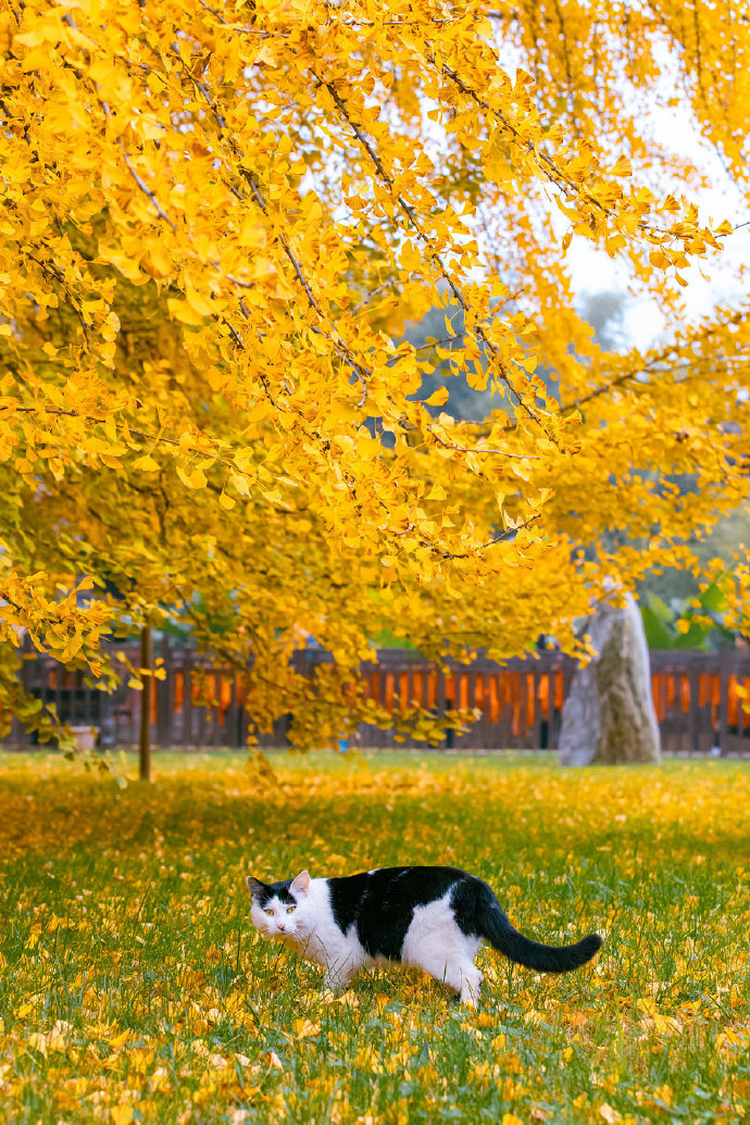 猫图片|宠物猫|猫咪|